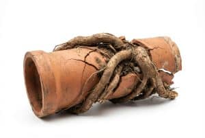 Tree roots breaking through clay sewer pipe